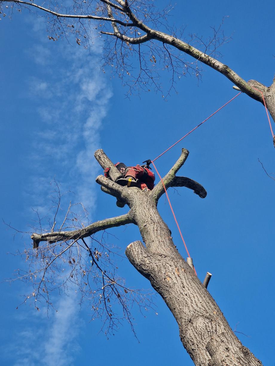 postupné kácení lípy Bohumín